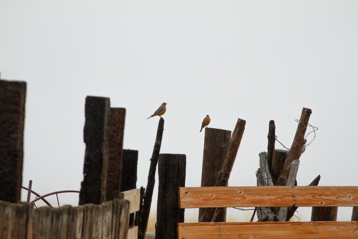 Дрізд мандрівний - ML645426185