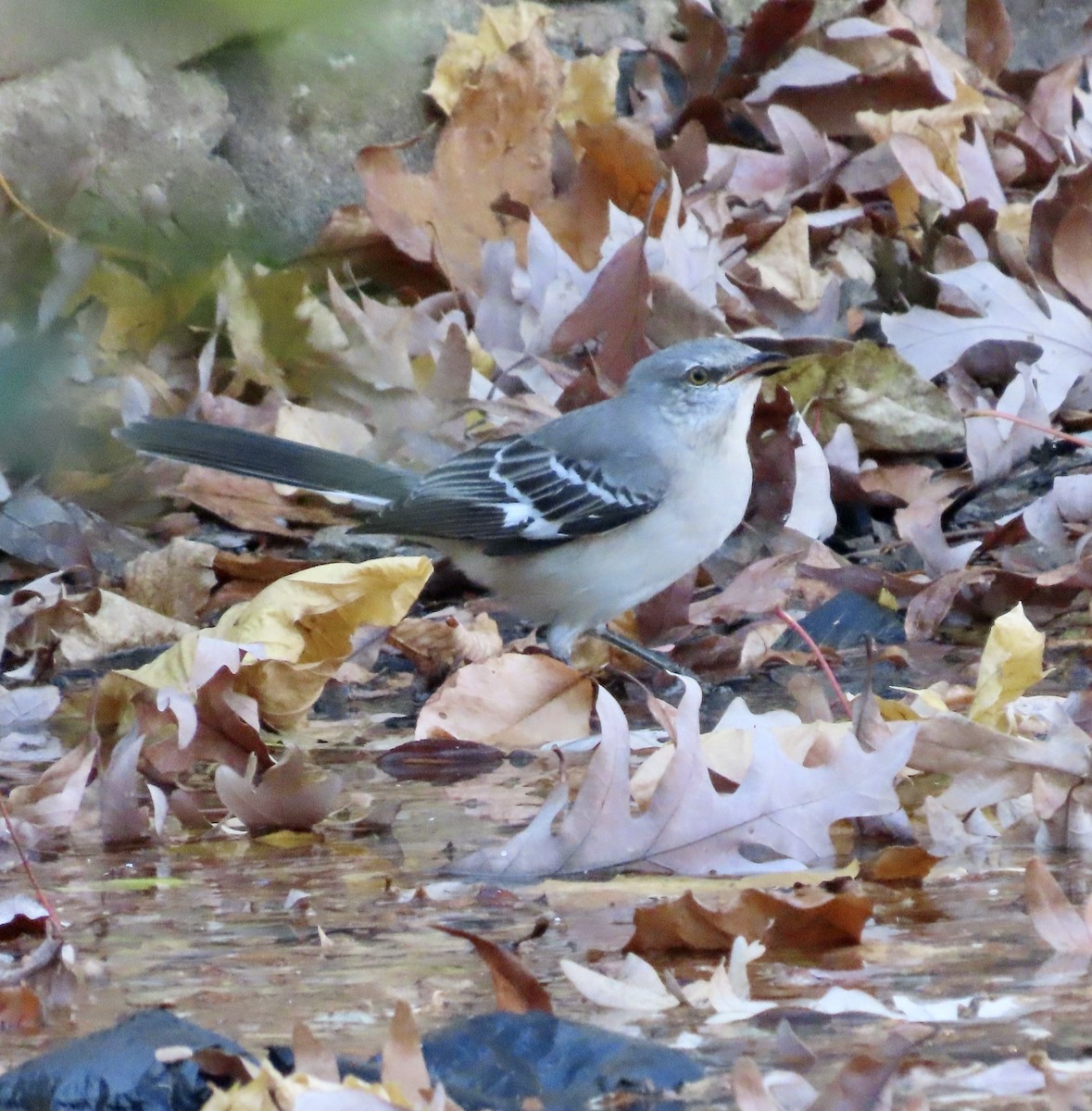 חקיינית צפונית - ML645426186