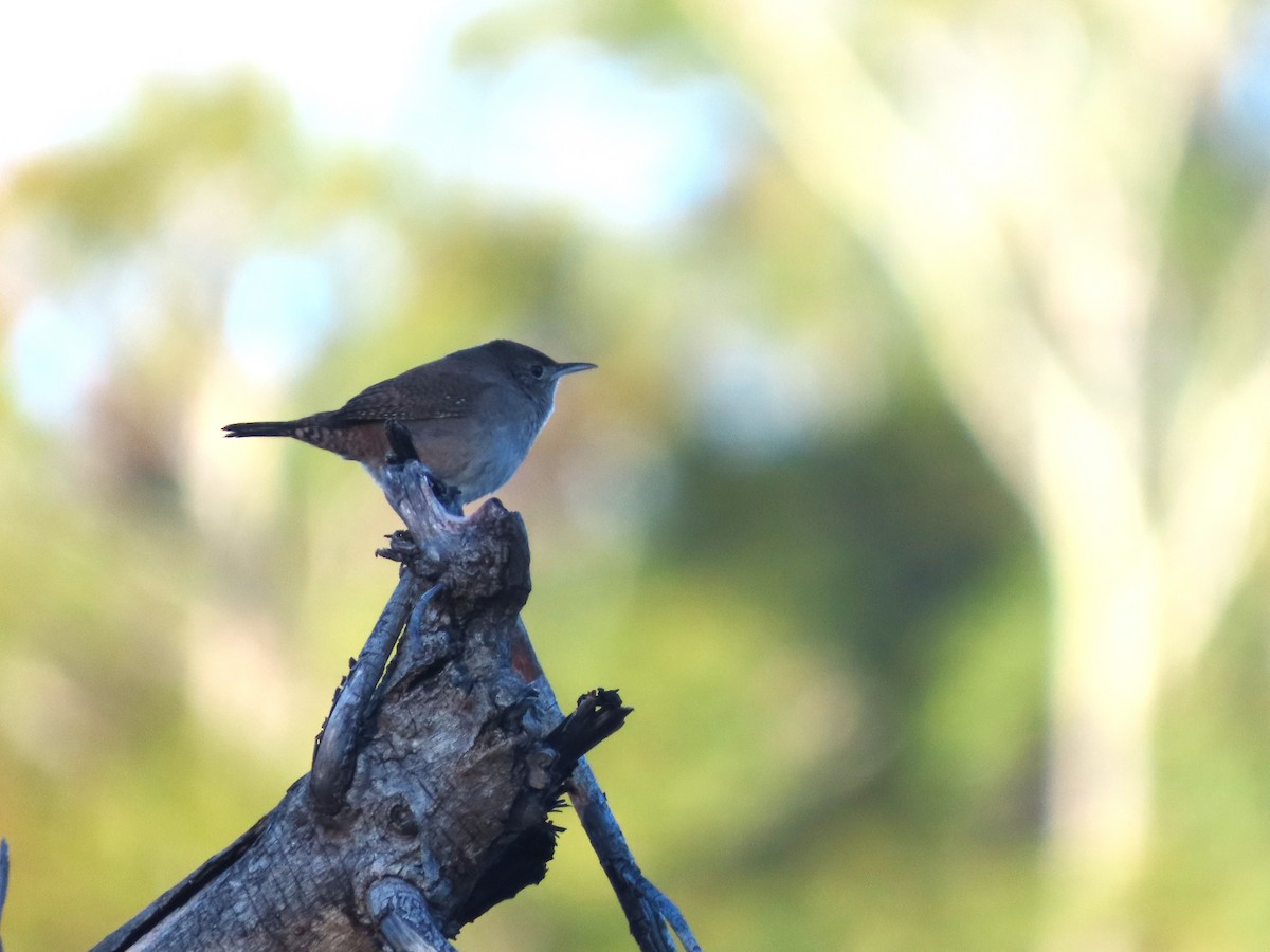 Northern House Wren - ML645426188