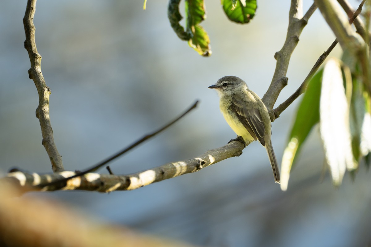 ハイガシラコタイランチョウ - ML645426190