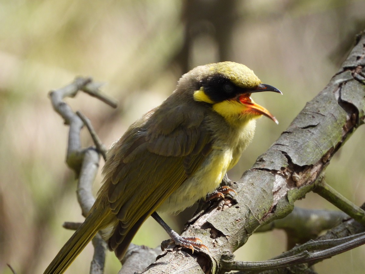 Yellow-tufted Honeyeater - ML645426195