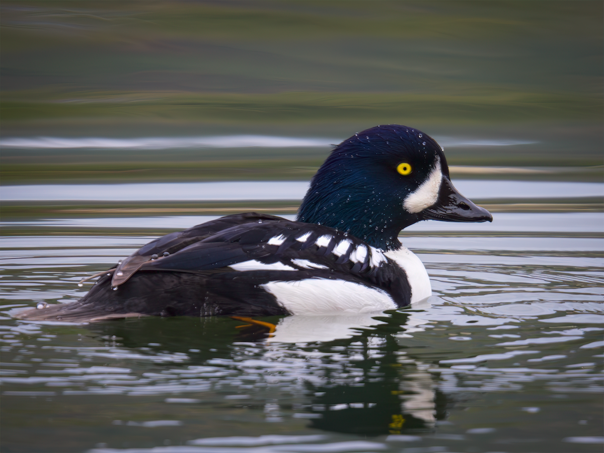 Murgilari islandiarra - ML645426197