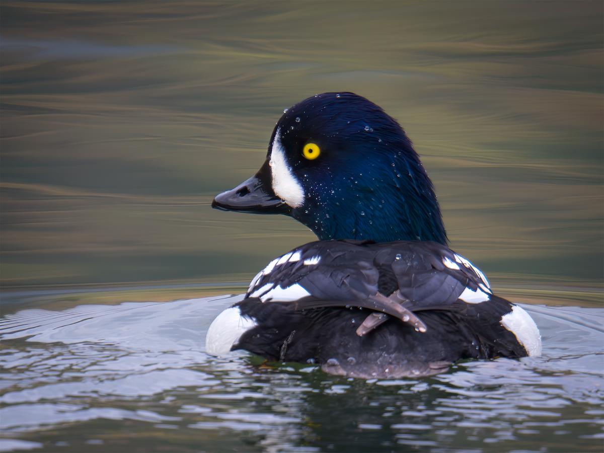 Murgilari islandiarra - ML645426198