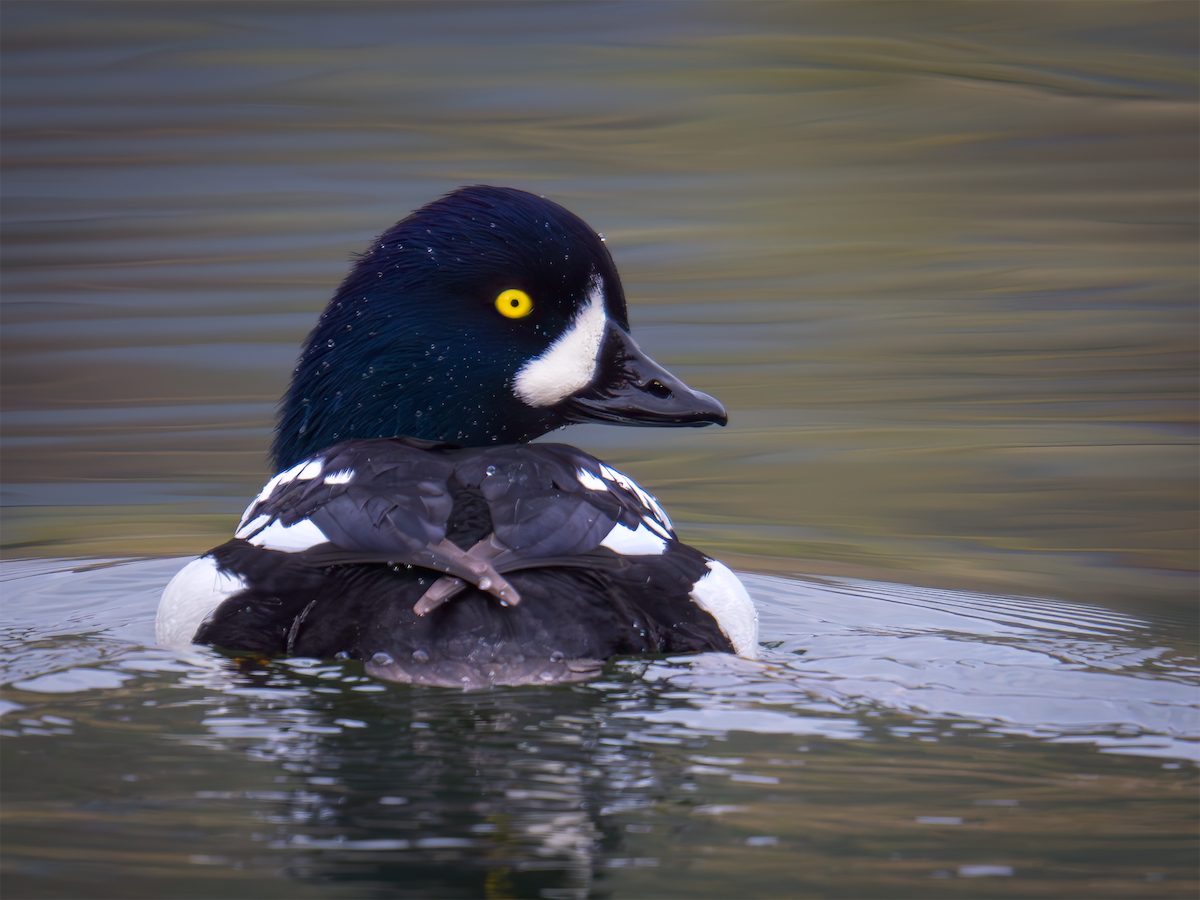 Murgilari islandiarra - ML645426200