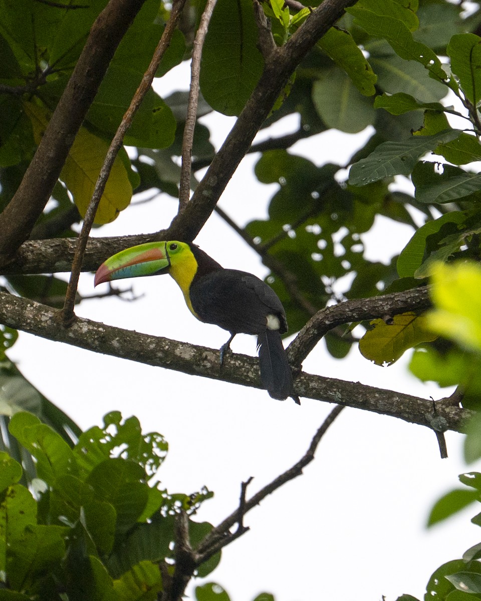 tukan středoamerický - ML645426209