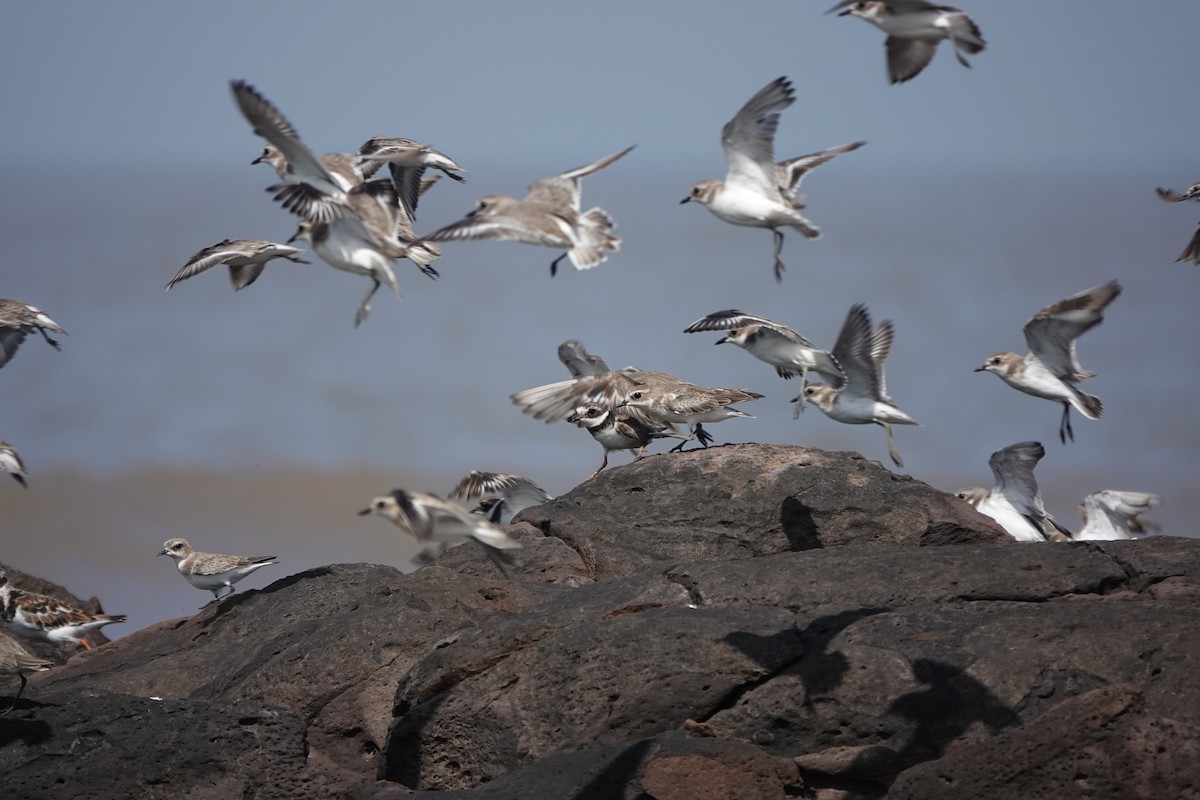 Tibetan Sand-Plover - ML645426210