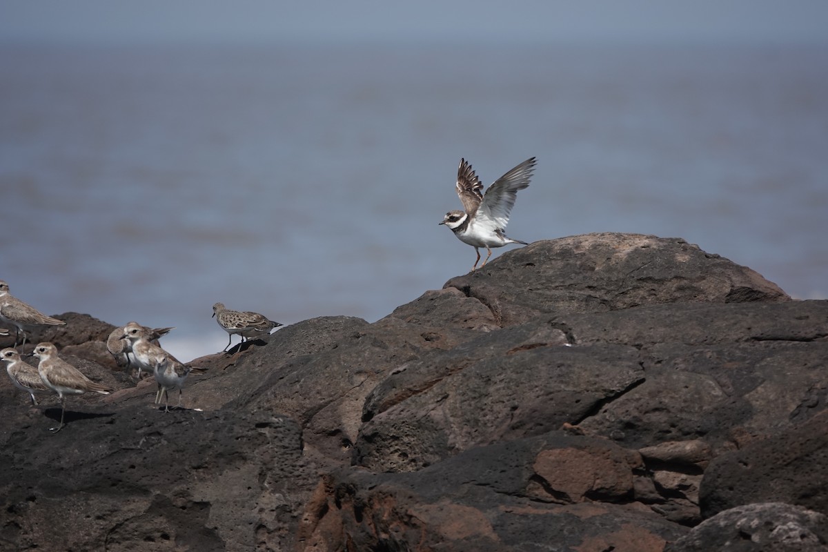 Tibetan Sand-Plover - ML645426211