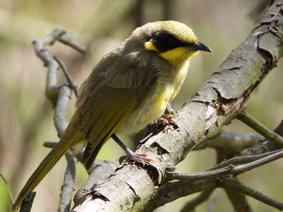 Yellow-tufted Honeyeater - ML645426223