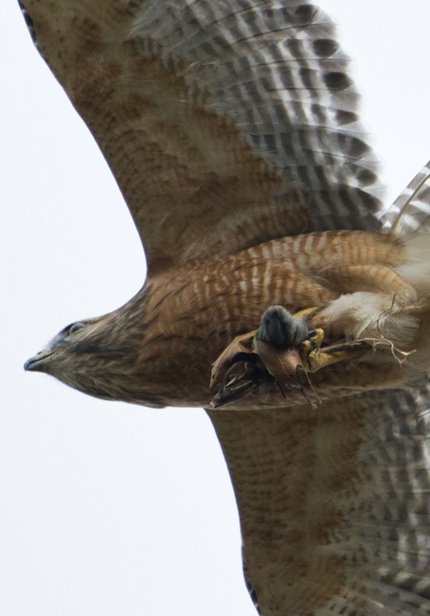 Red-shouldered Hawk - ML645426225