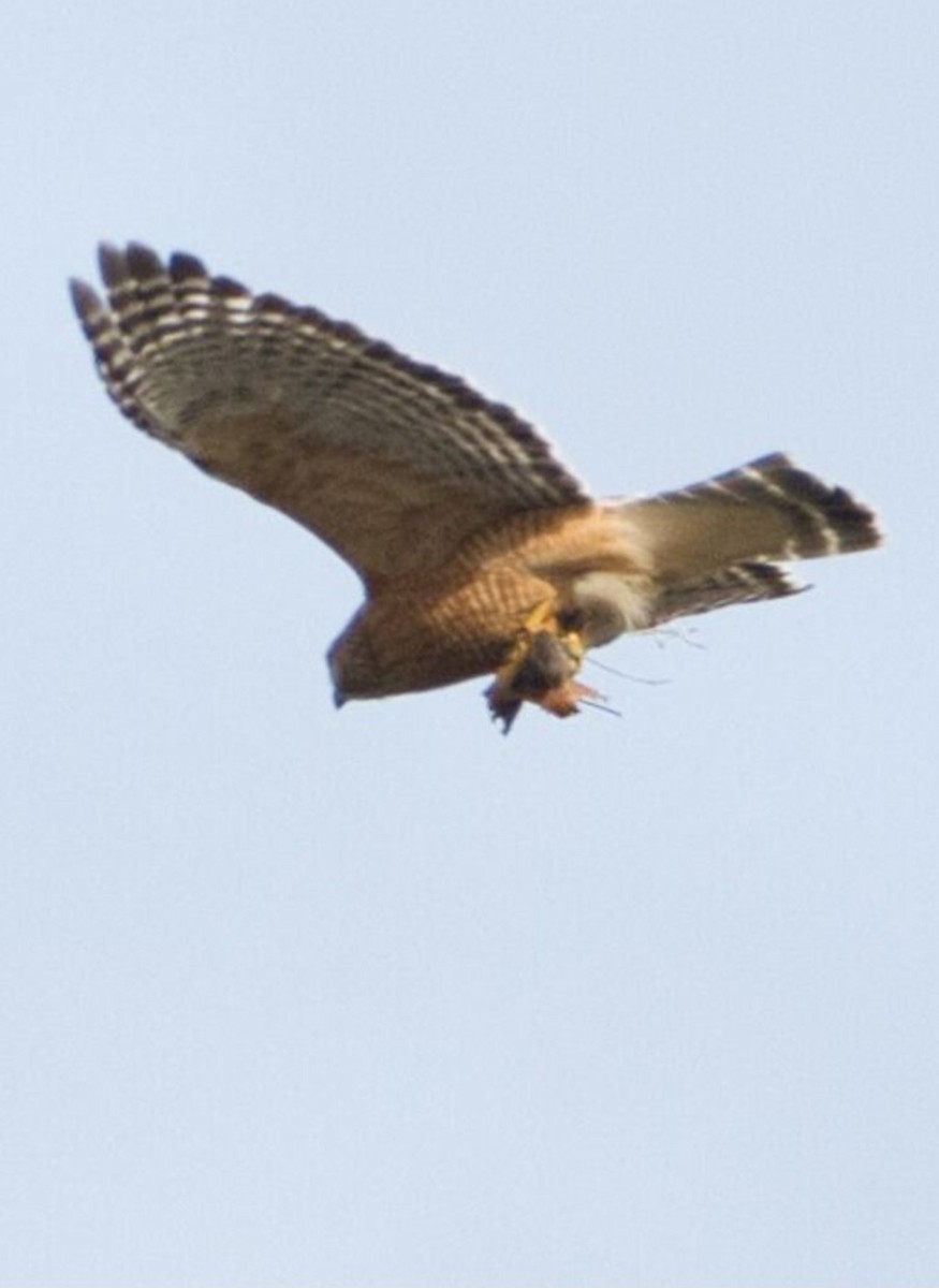 Red-shouldered Hawk - ML645426226
