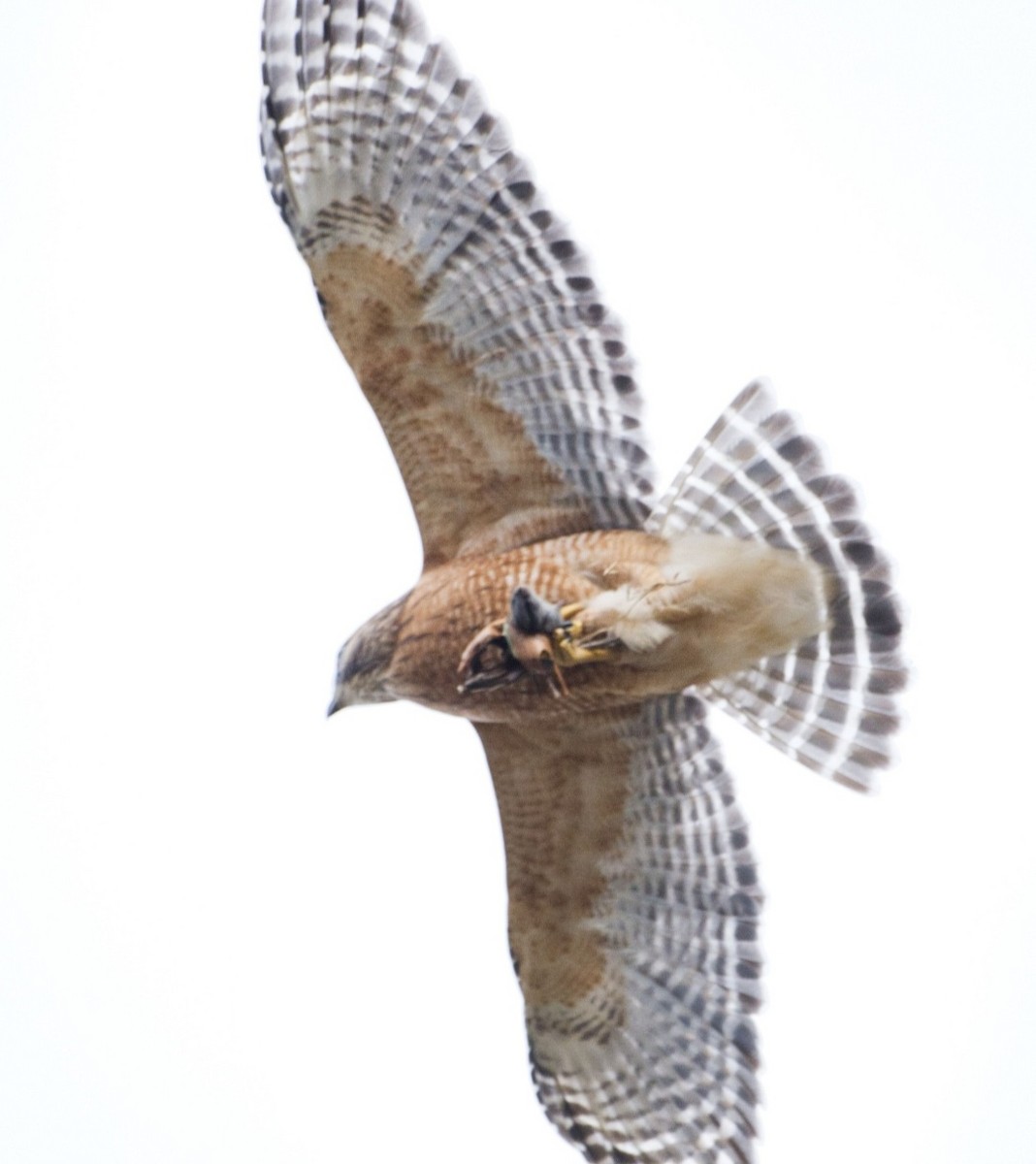 Red-shouldered Hawk - ML645426227