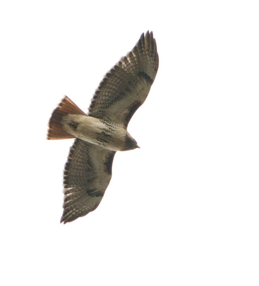 Red-tailed Hawk - ML645426235