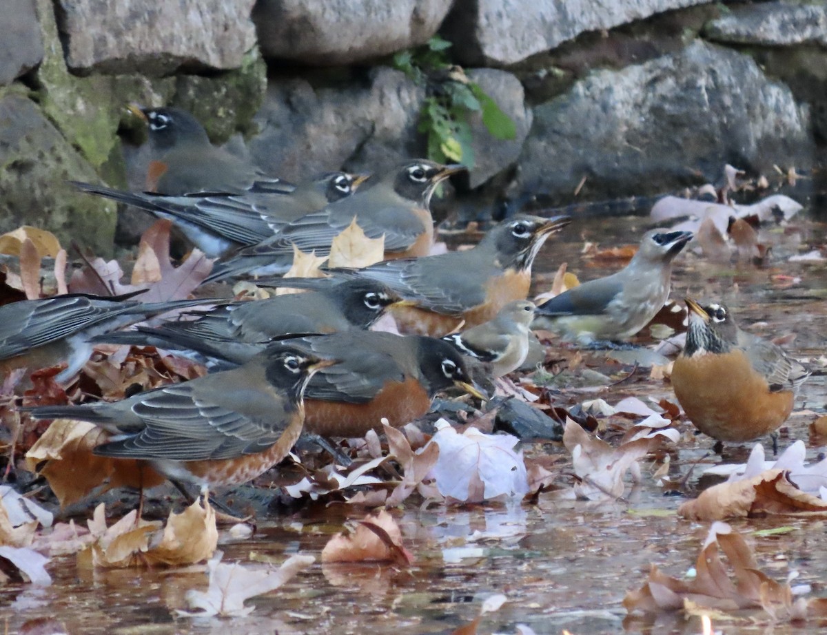 Дрізд мандрівний - ML645426236