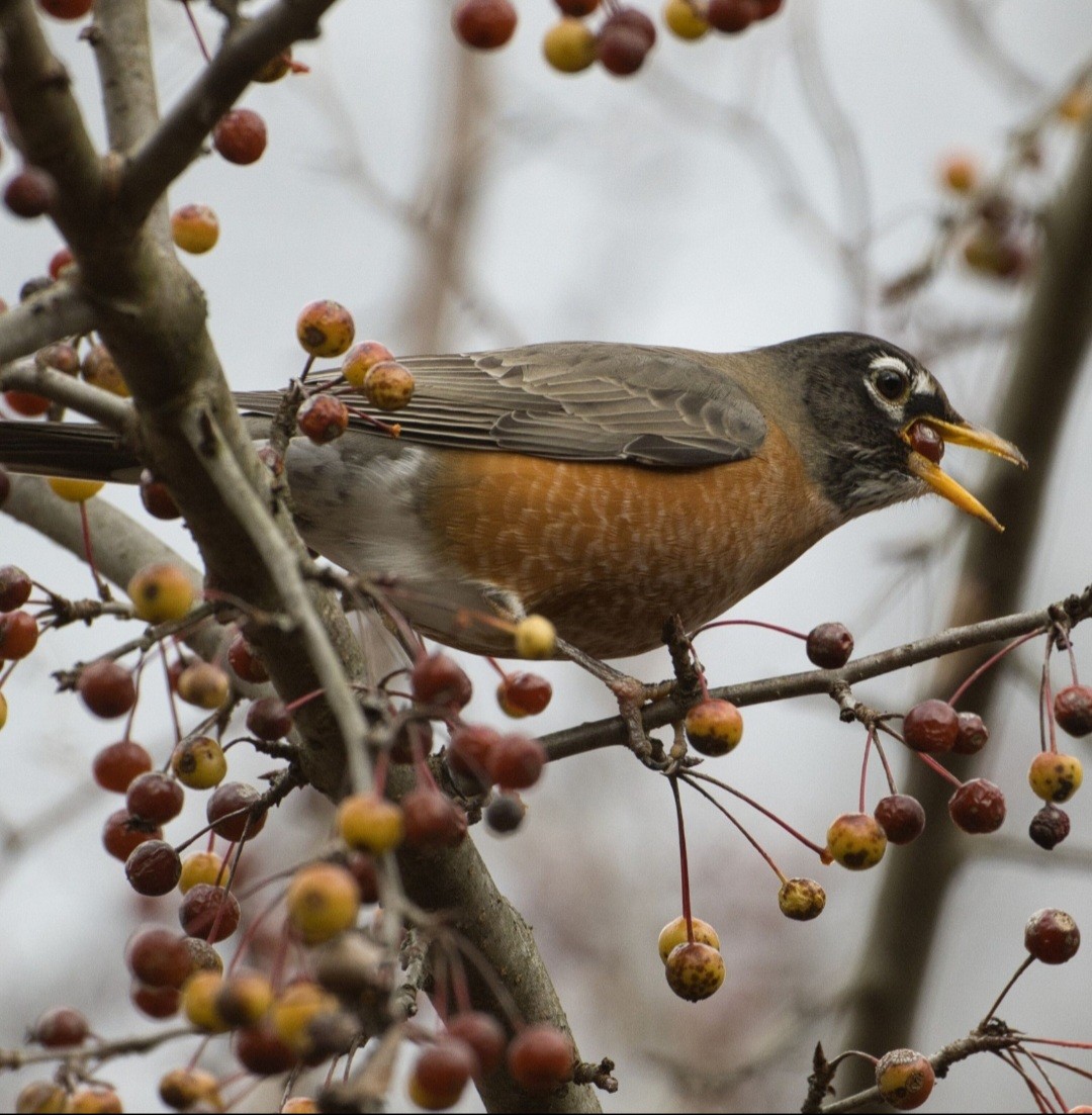 Дрізд мандрівний - ML645426260
