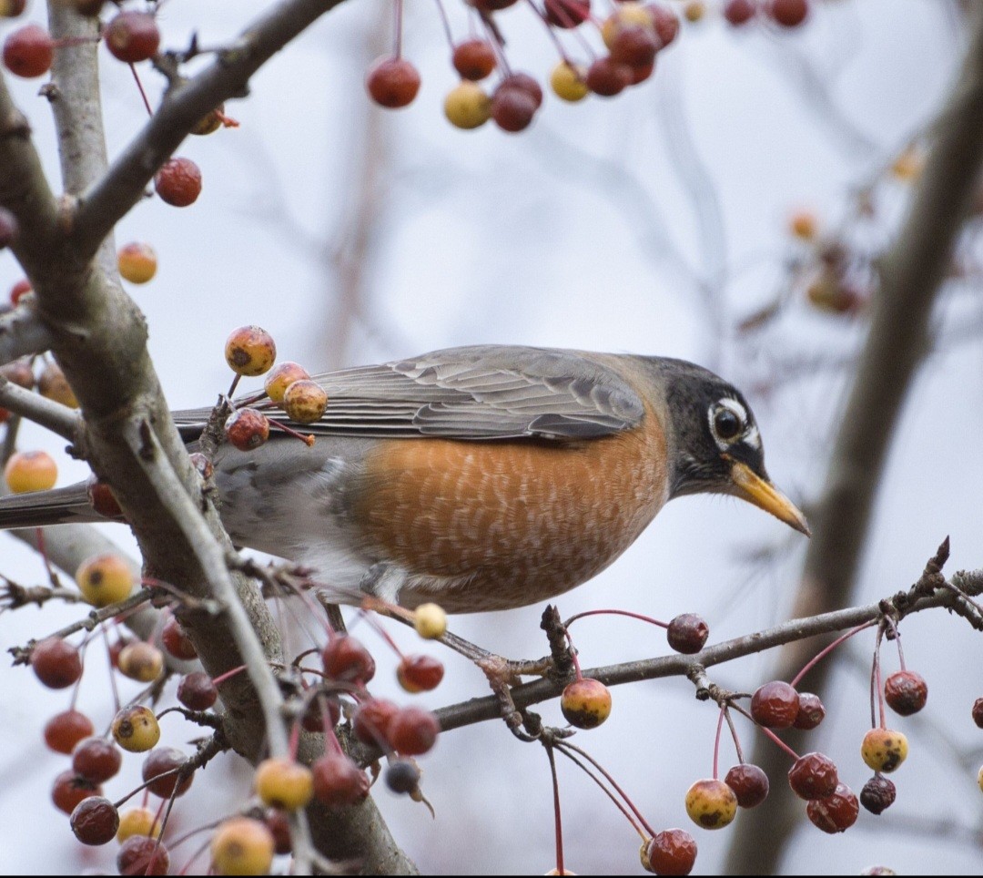 Дрізд мандрівний - ML645426261