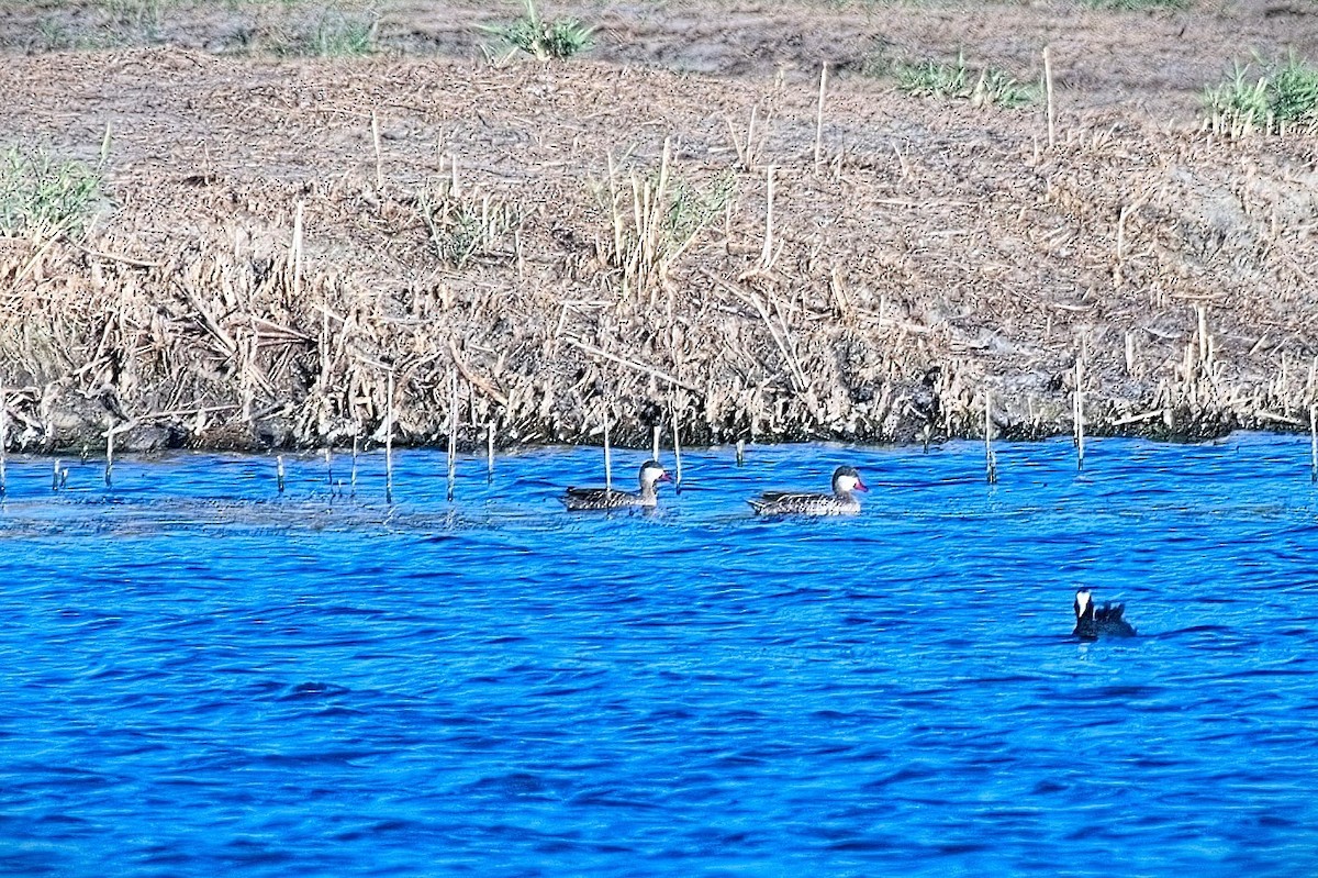 Ánade Piquirrojo - ML645426262