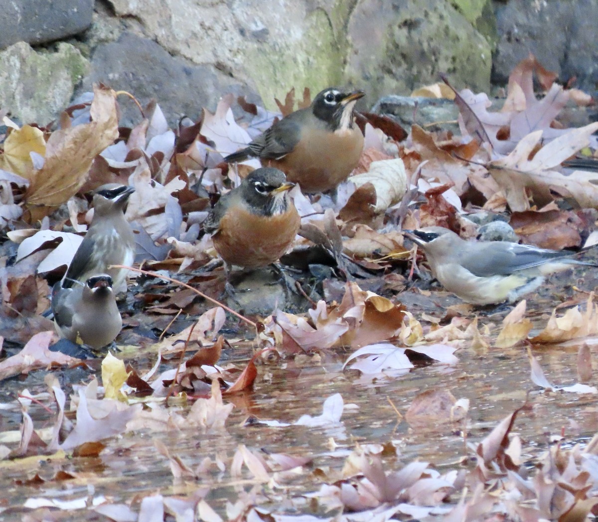 ציצנית אמריקנית - ML645426270