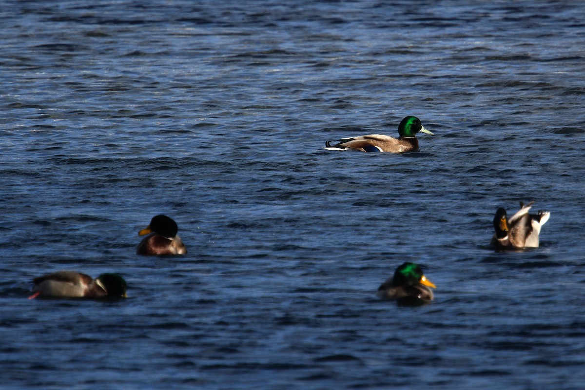 Mallard - ML645426284