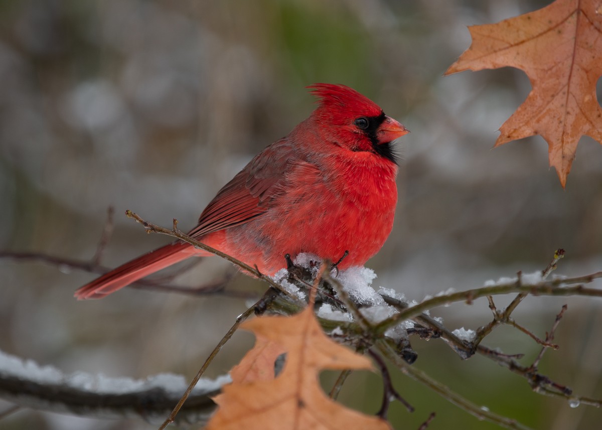 Northern Cardinal - ML645426286
