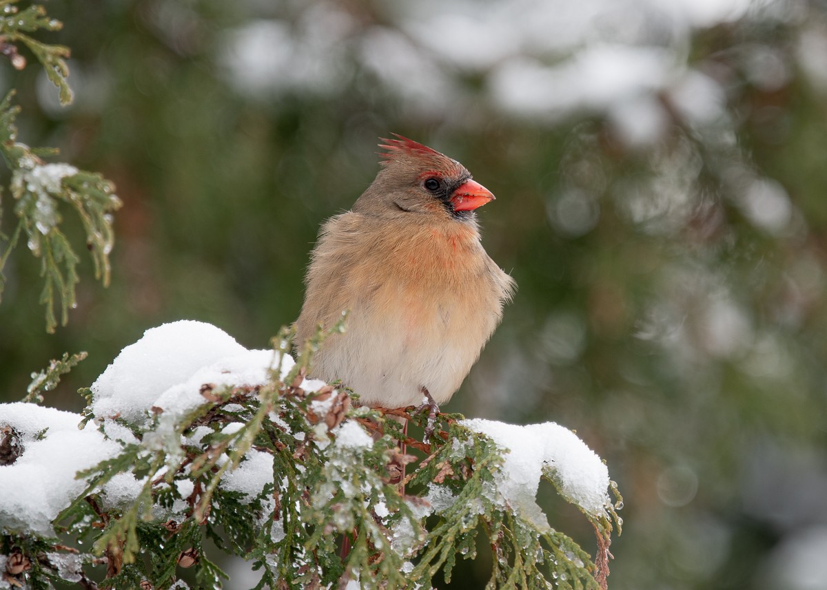 Northern Cardinal - ML645426287
