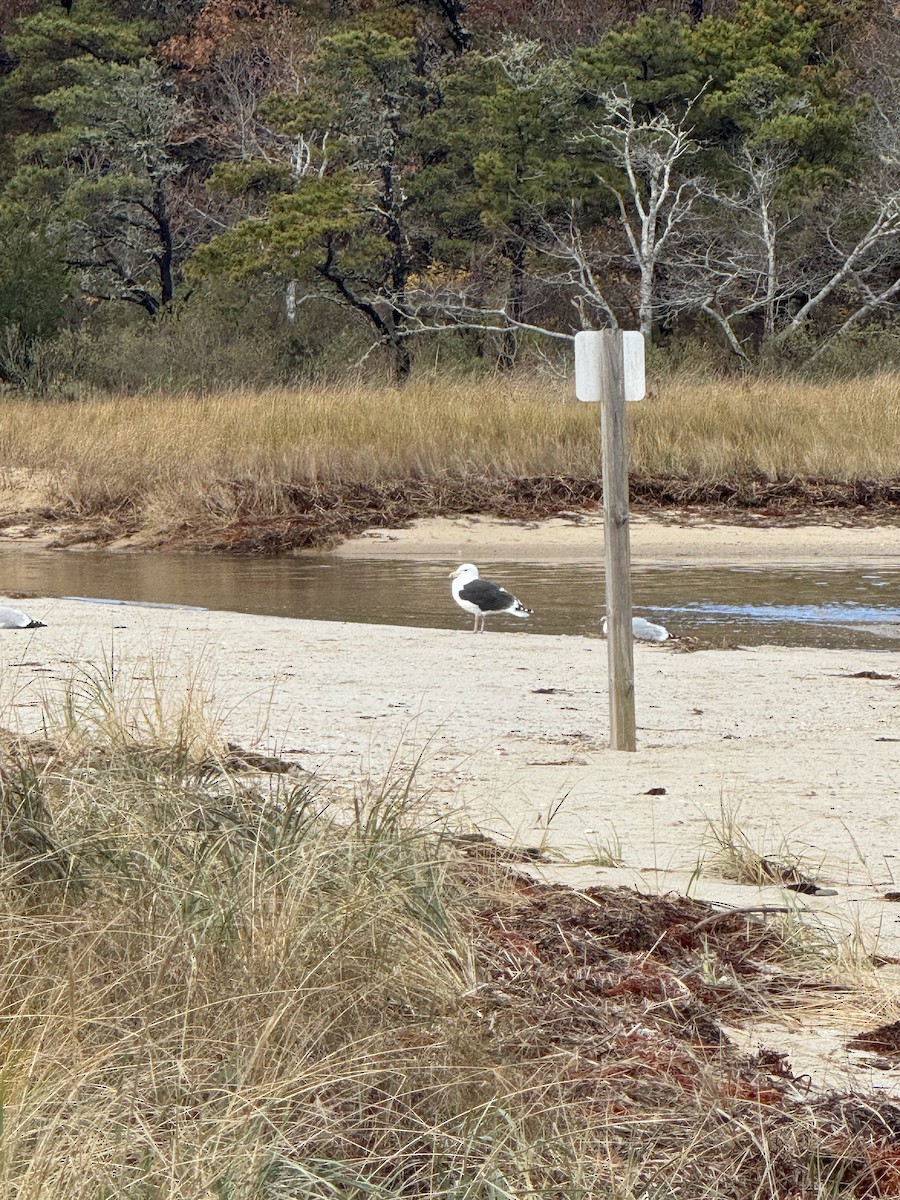 Great Black-backed Gull - ML645426305
