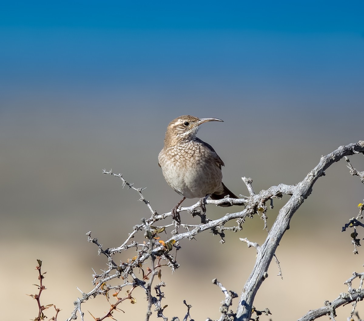 Scale-throated Earthcreeper - ML645426318