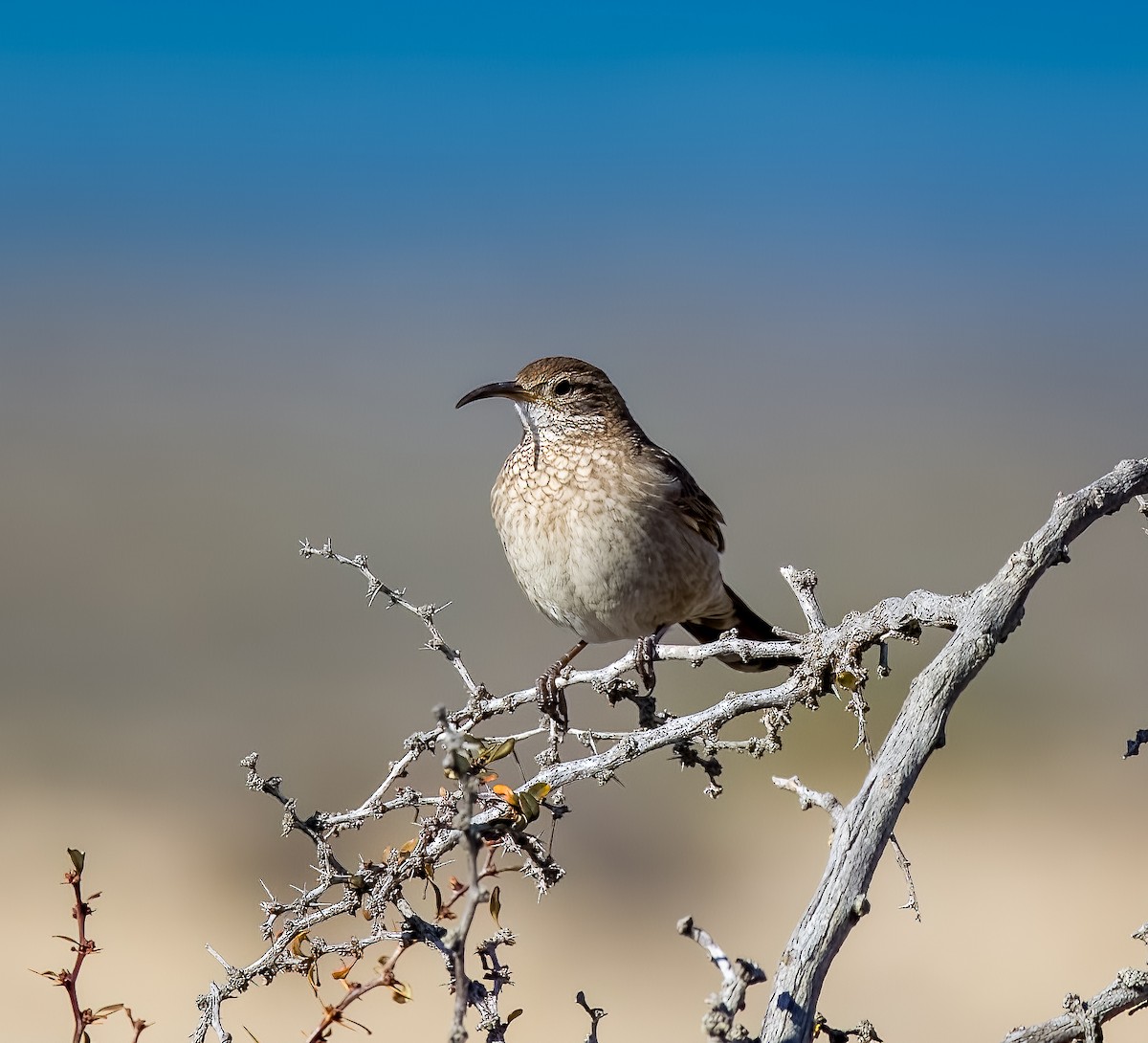 Scale-throated Earthcreeper - ML645426319