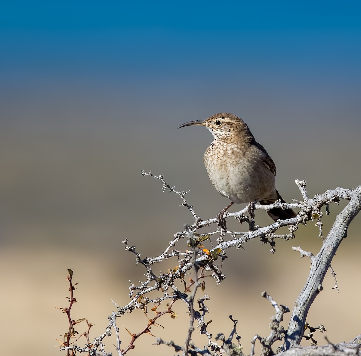 Scale-throated Earthcreeper - ML645426320