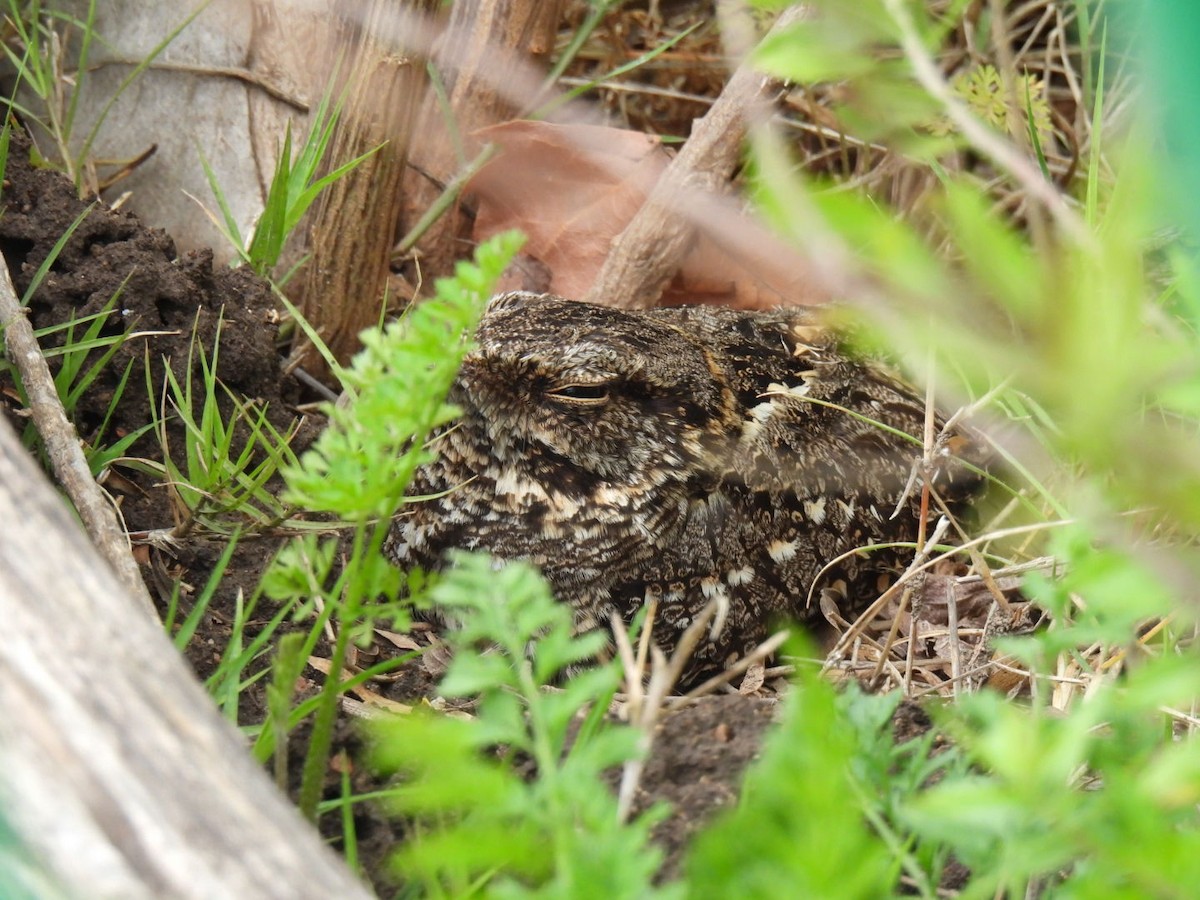 lelek nůžkoocasý - ML645426322