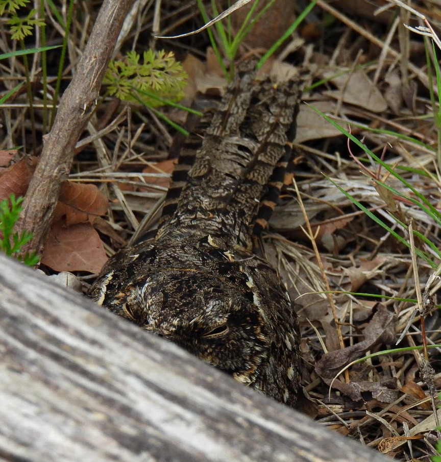 lelek nůžkoocasý - ML645426323