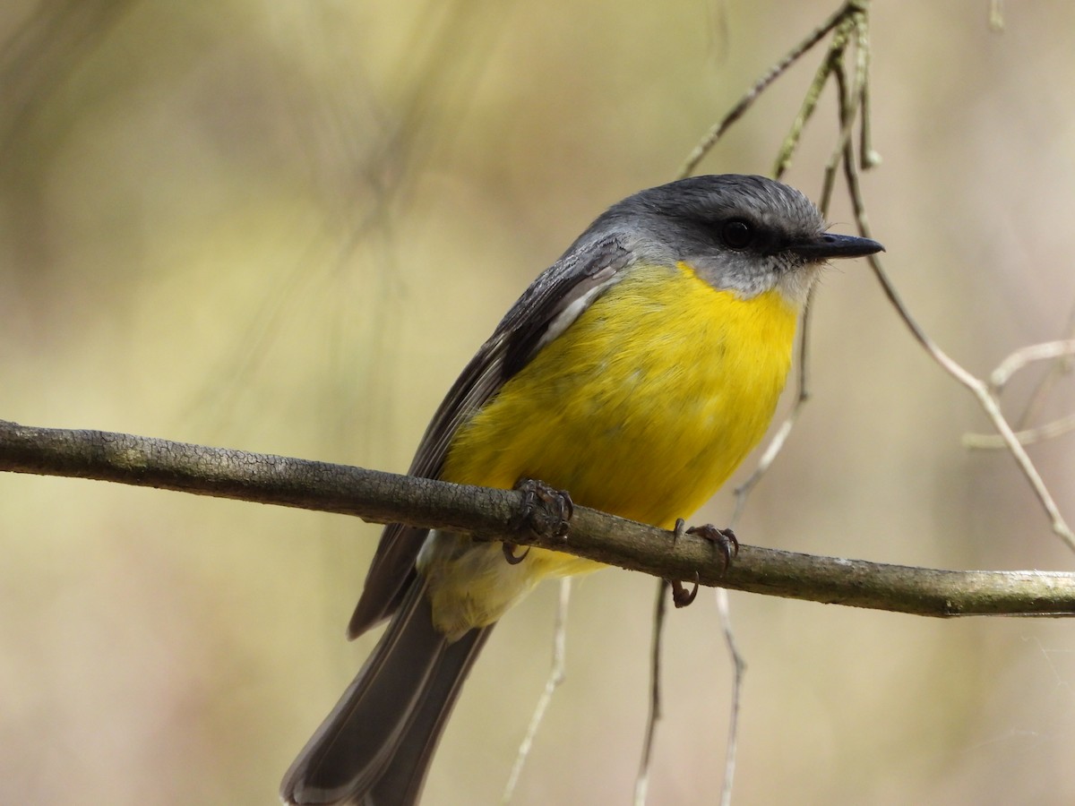 Doğulu Sarı Bülbül - ML645426332