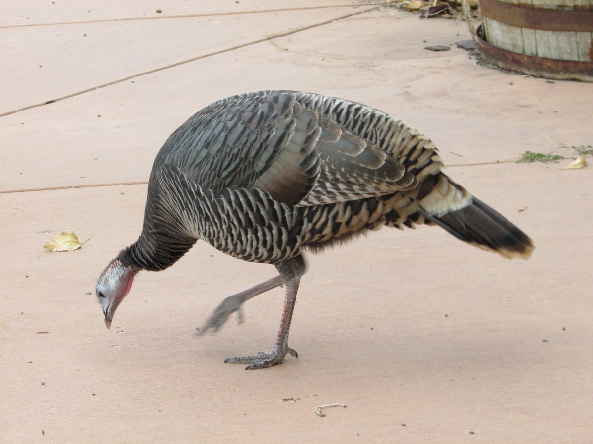 シチメンチョウ - ML645426334