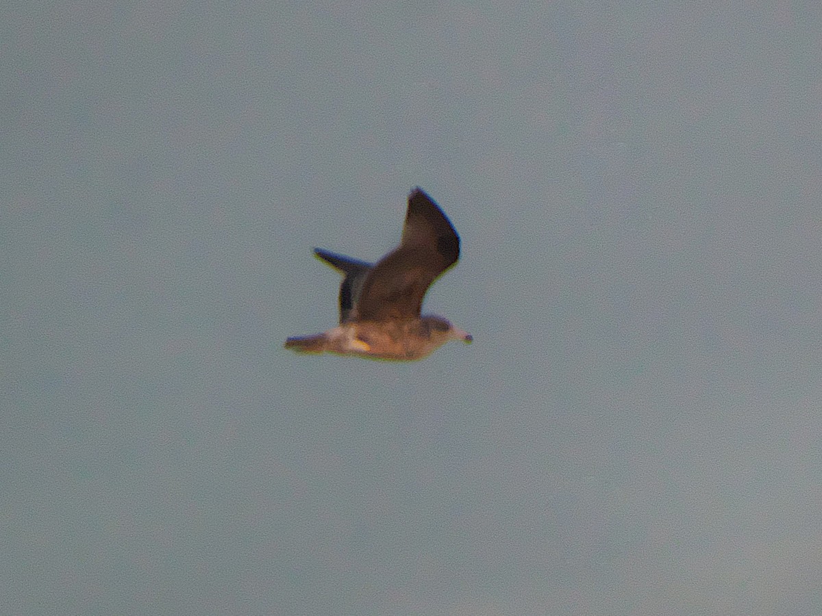 California Gull - ML645426335