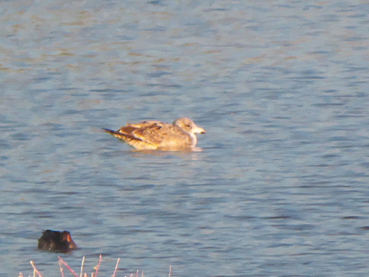 California Gull - ML645426336