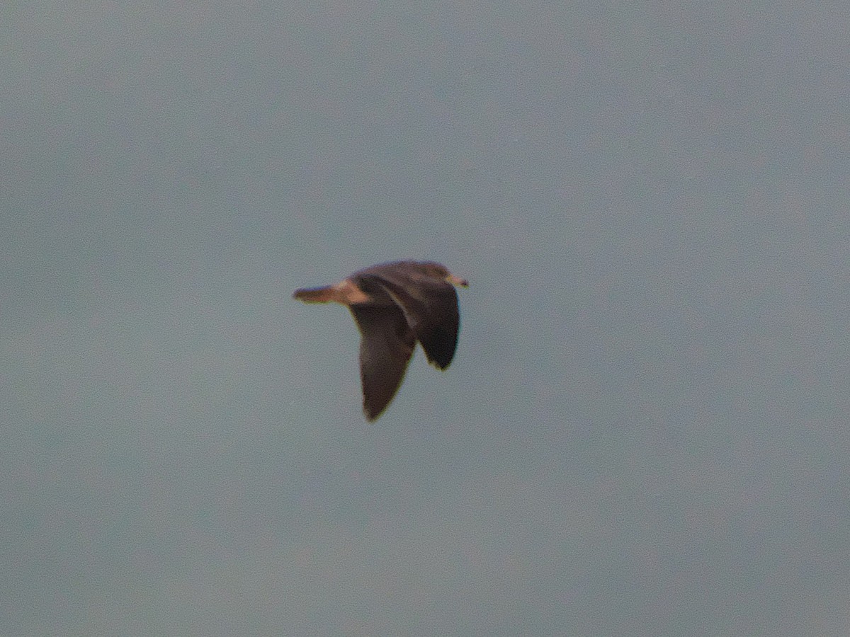 California Gull - ML645426337