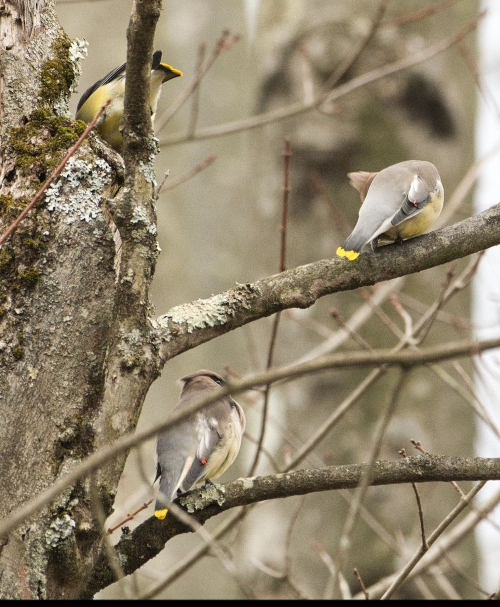 ציצנית אמריקנית - ML645426340
