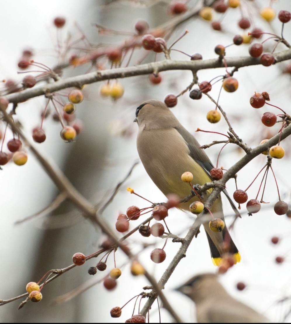 ציצנית אמריקנית - ML645426341