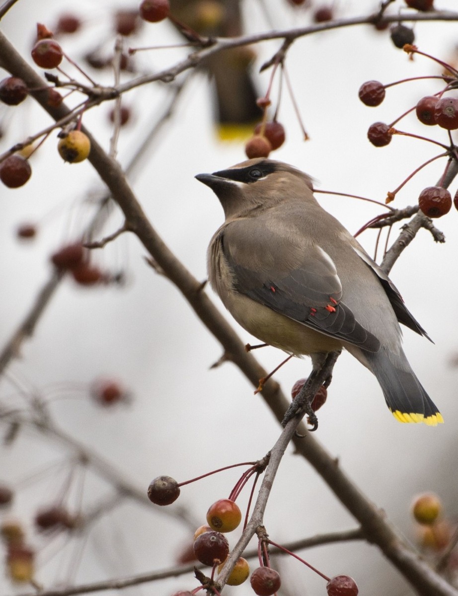 ציצנית אמריקנית - ML645426342