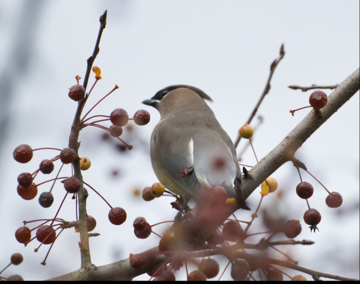 ציצנית אמריקנית - ML645426343