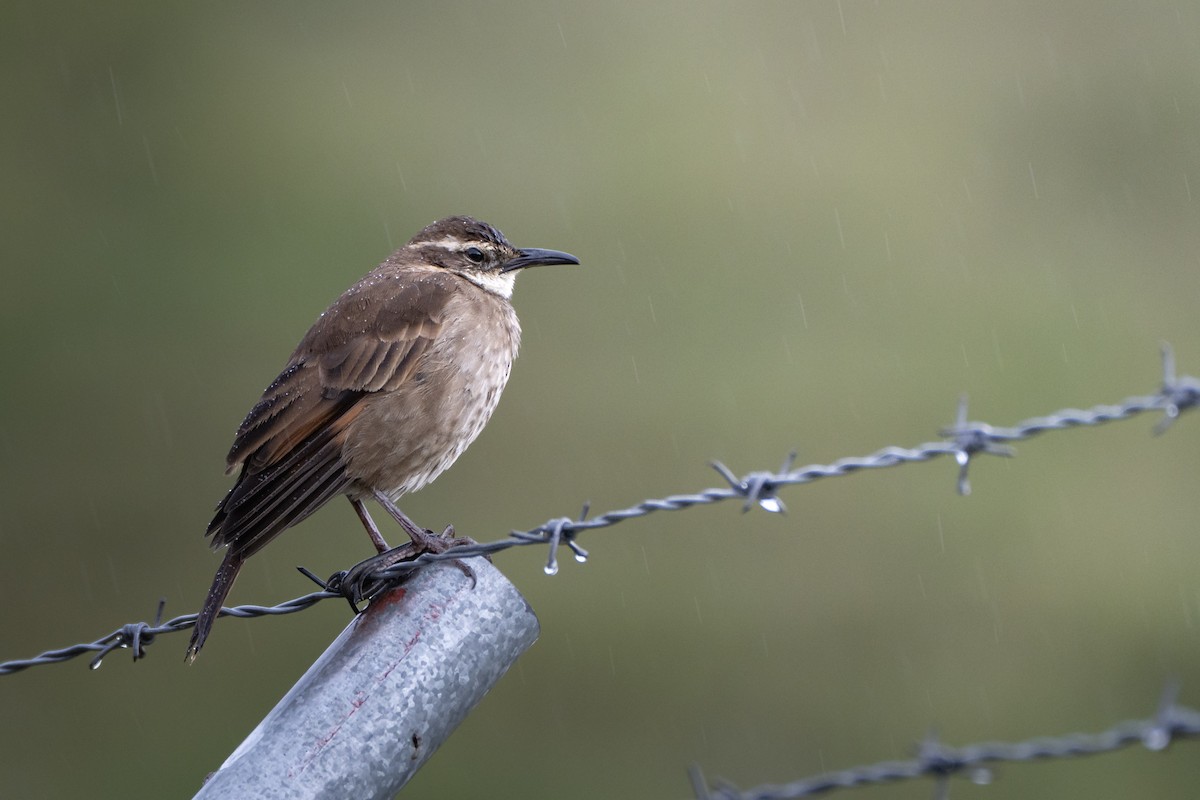 キマユジカマドドリ - ML645426354