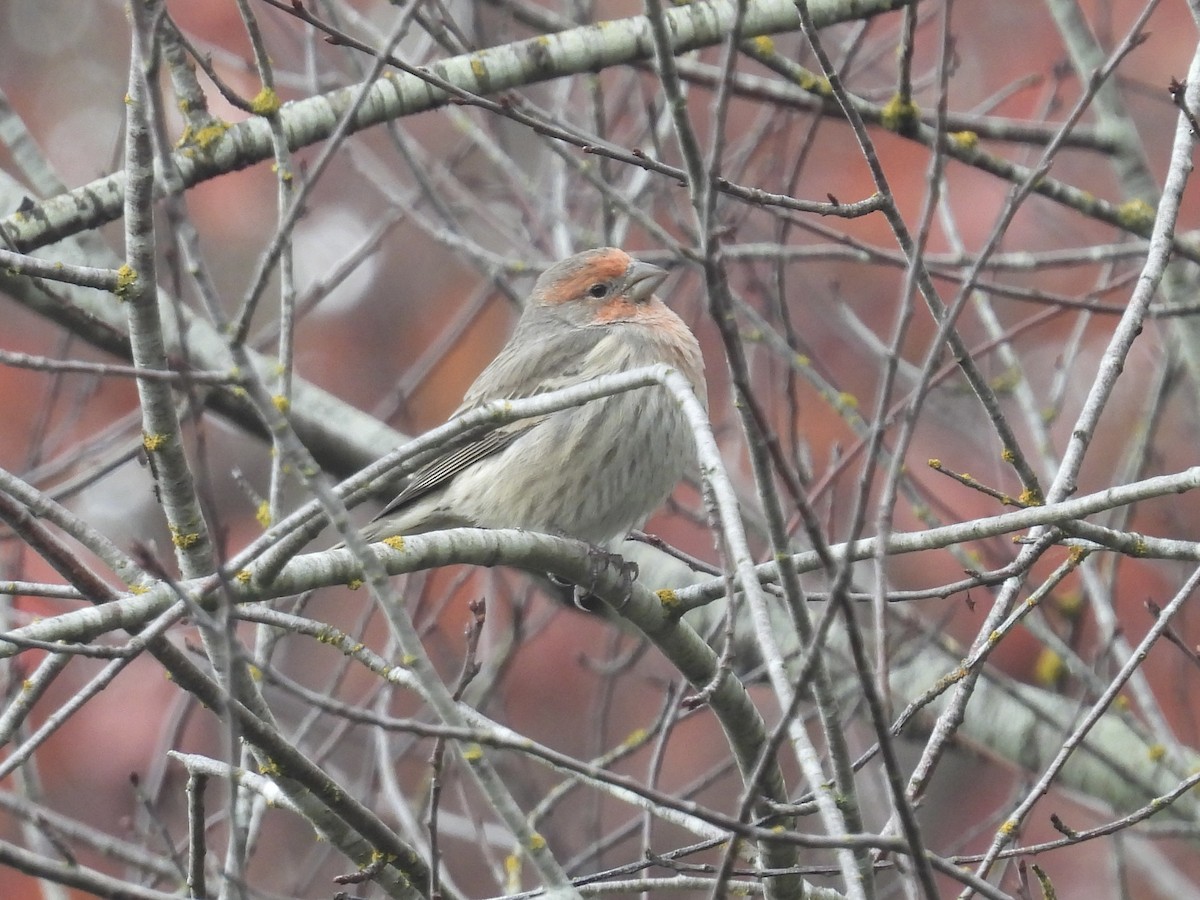 House Finch - ML645426357