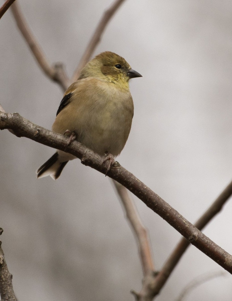 American Goldfinch - ML645426359