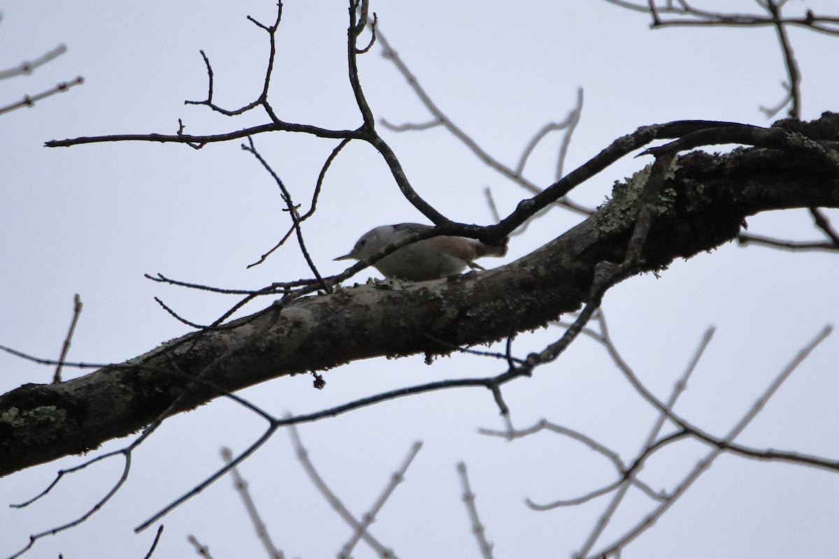 Sittelle à poitrine blanche (carolinensis) - ML645426363
