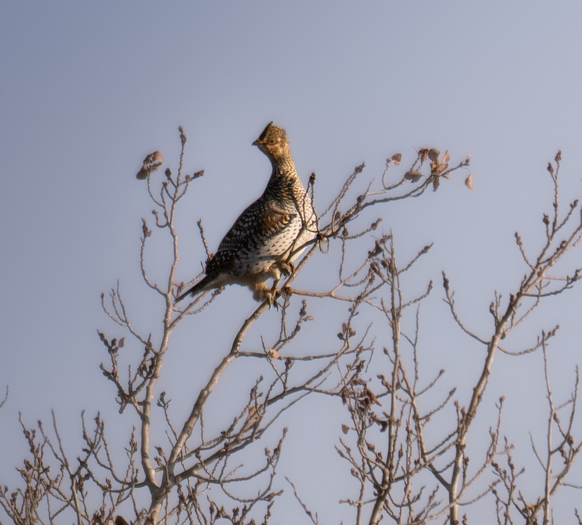Sharp-tailed Grouse - ML645426377