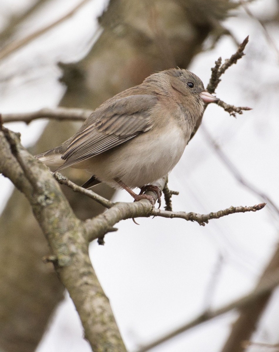 Dark-eyed Junco (Slate-colored) - ML645426381
