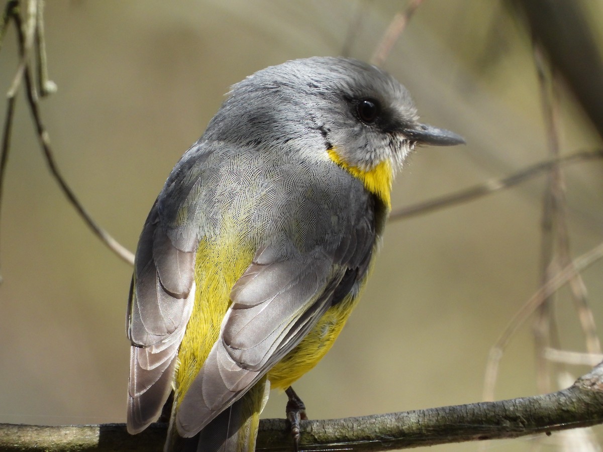 ヒガシキバラヒタキ - ML645426385