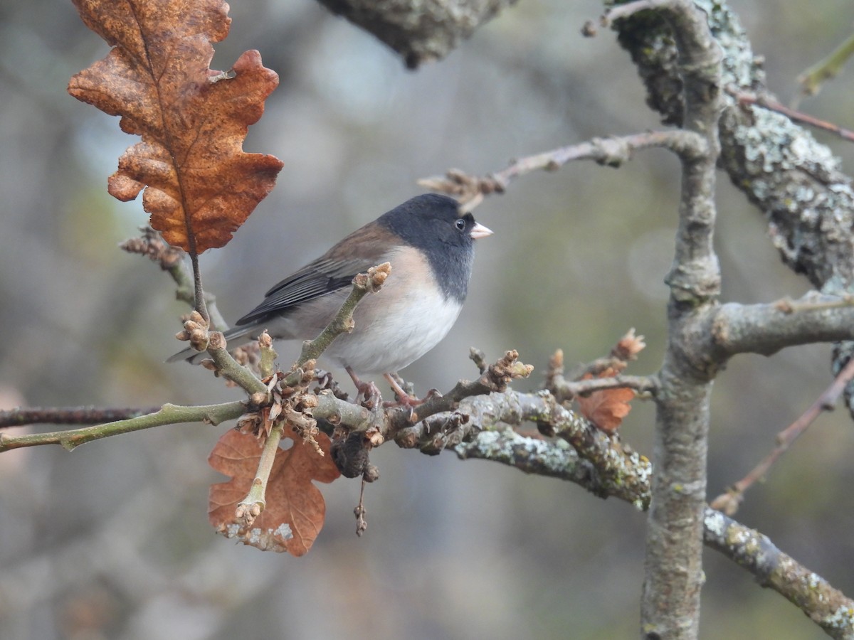 Dark-eyed Junco - ML645426387