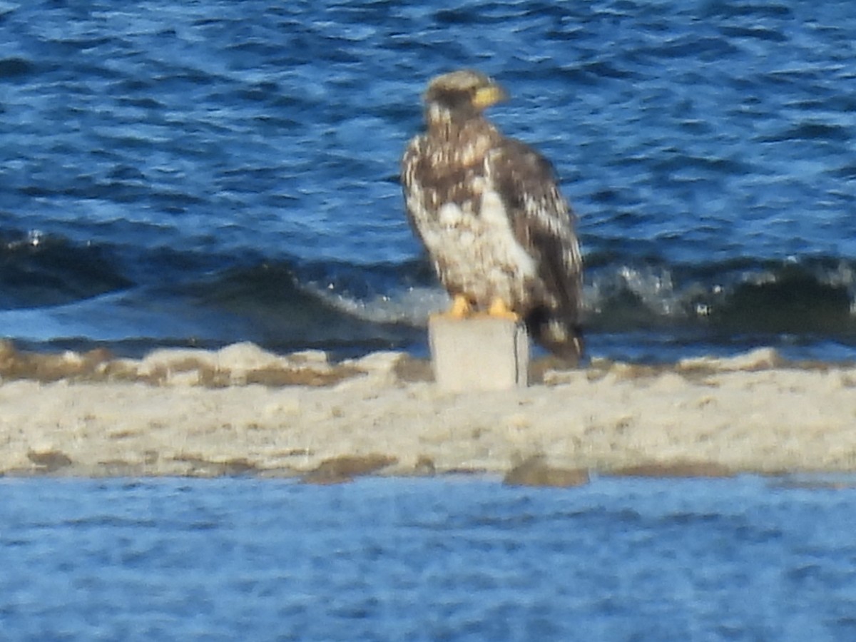 ハクトウワシ - ML645426396