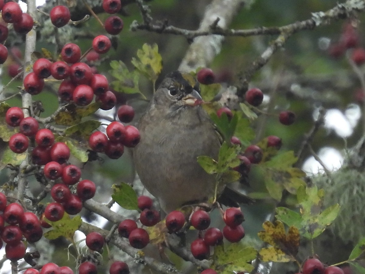 Golden-crowned Sparrow - ML645426419