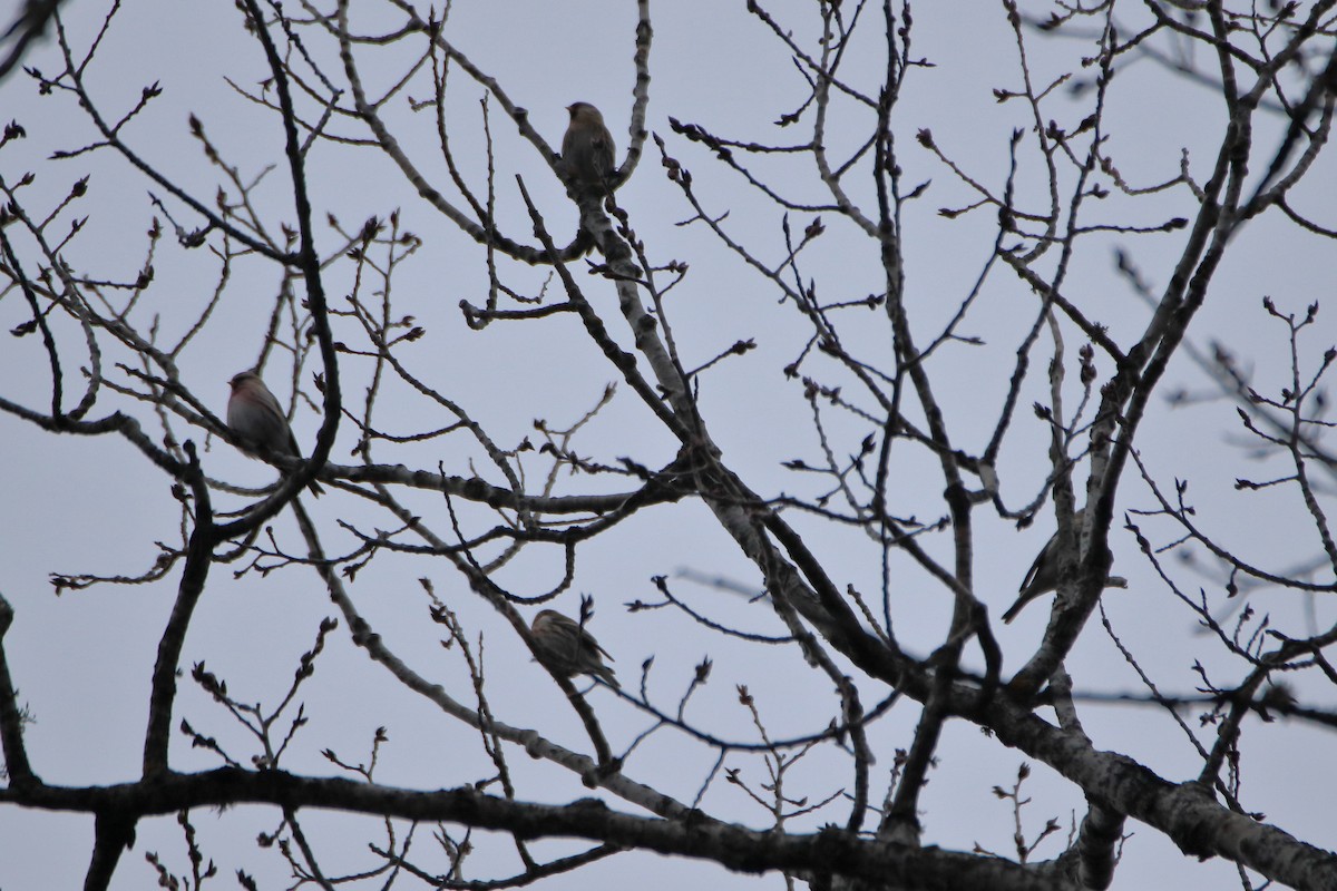 Redpoll (Common) - ML645426420